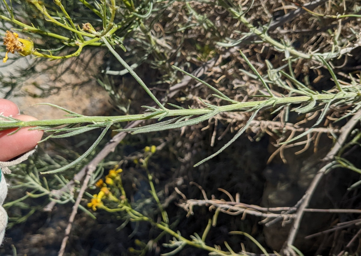 Senecio flaccidus var. douglasii