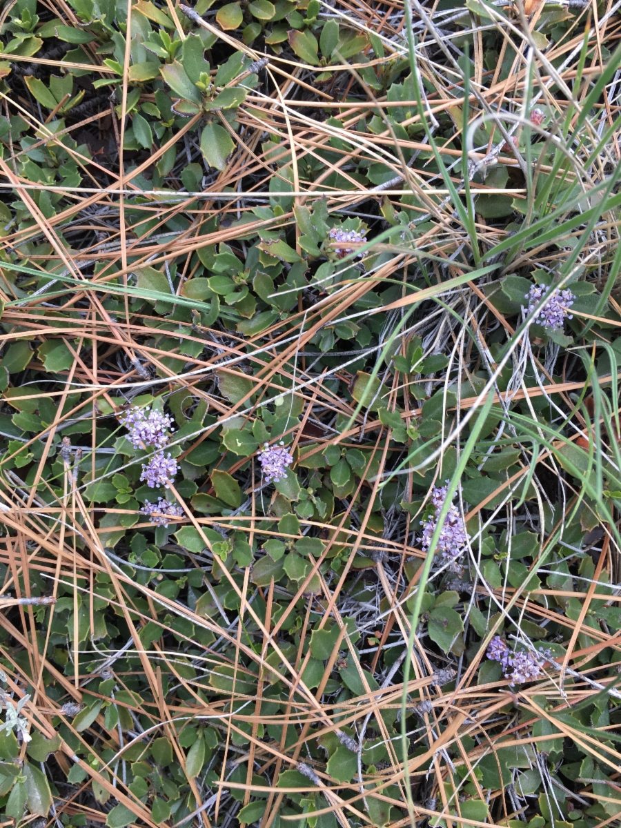 Ceanothus prostratus var. prostratus