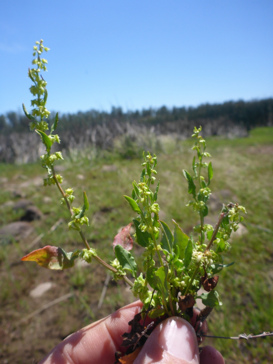 Rumex dentatus