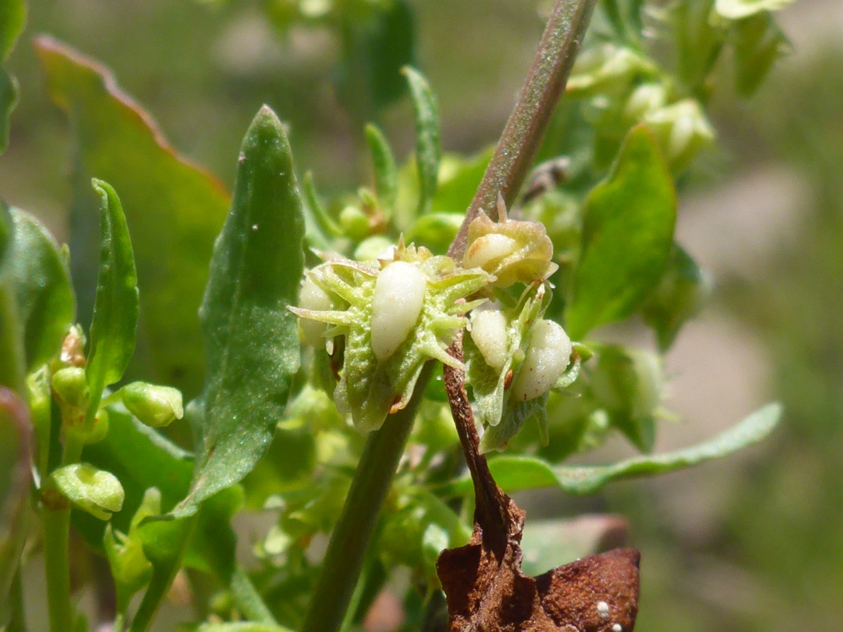 Rumex dentatus