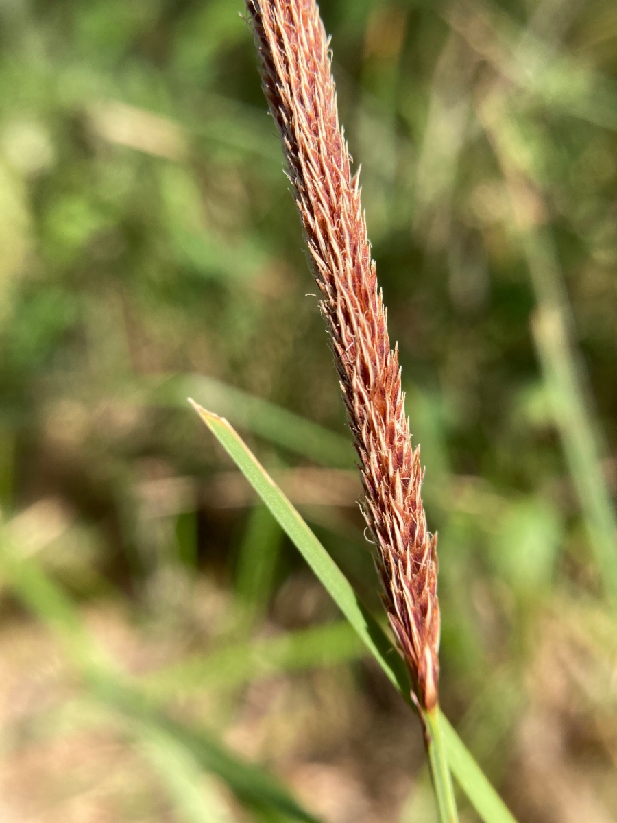 Carex nebrascensis