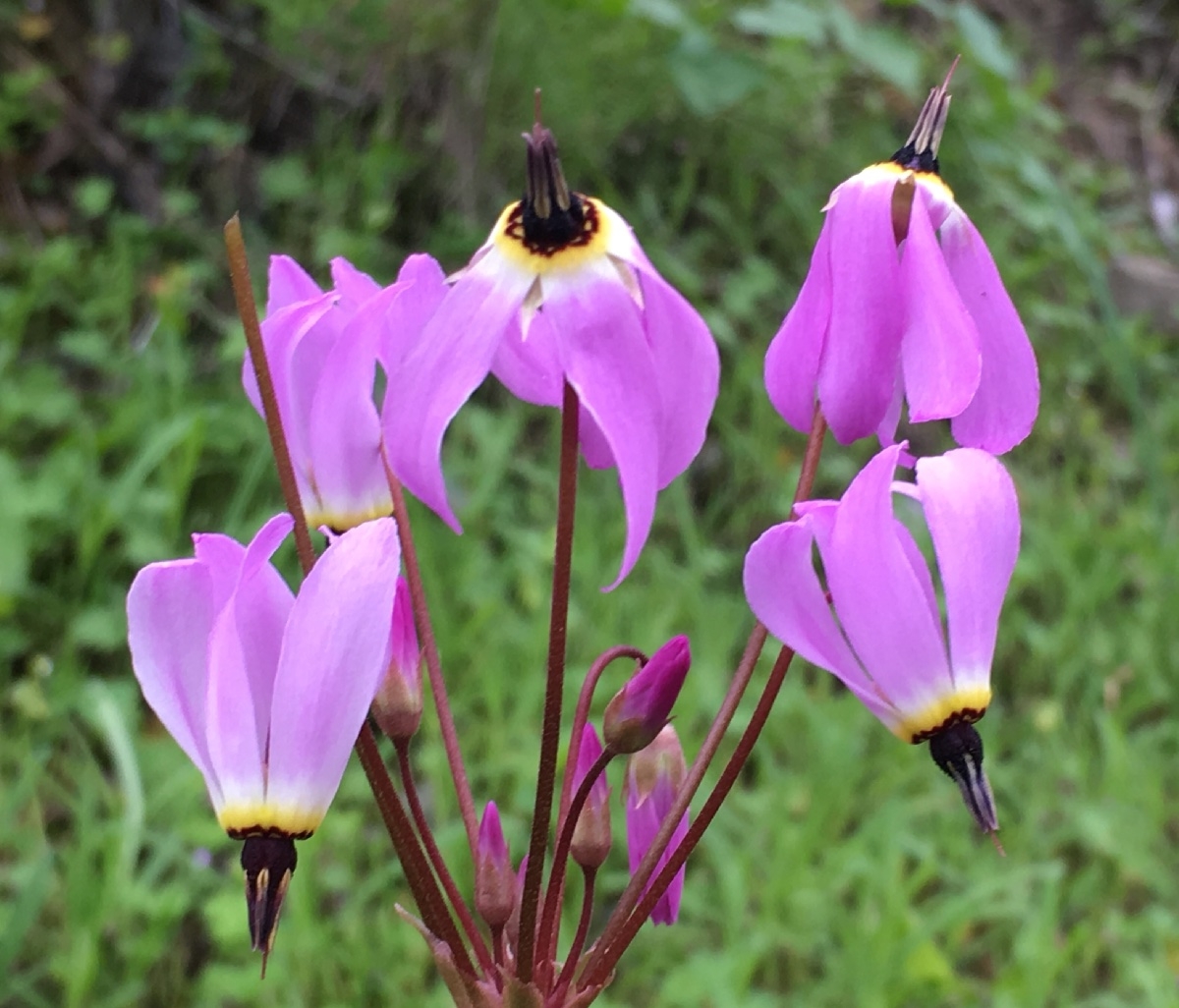 Primula hendersonii