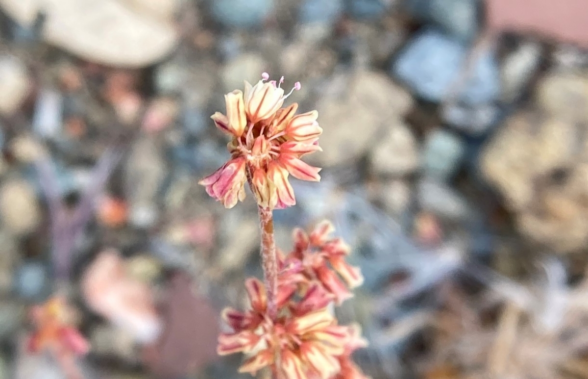 Eriogonum luteolum var. luteolum