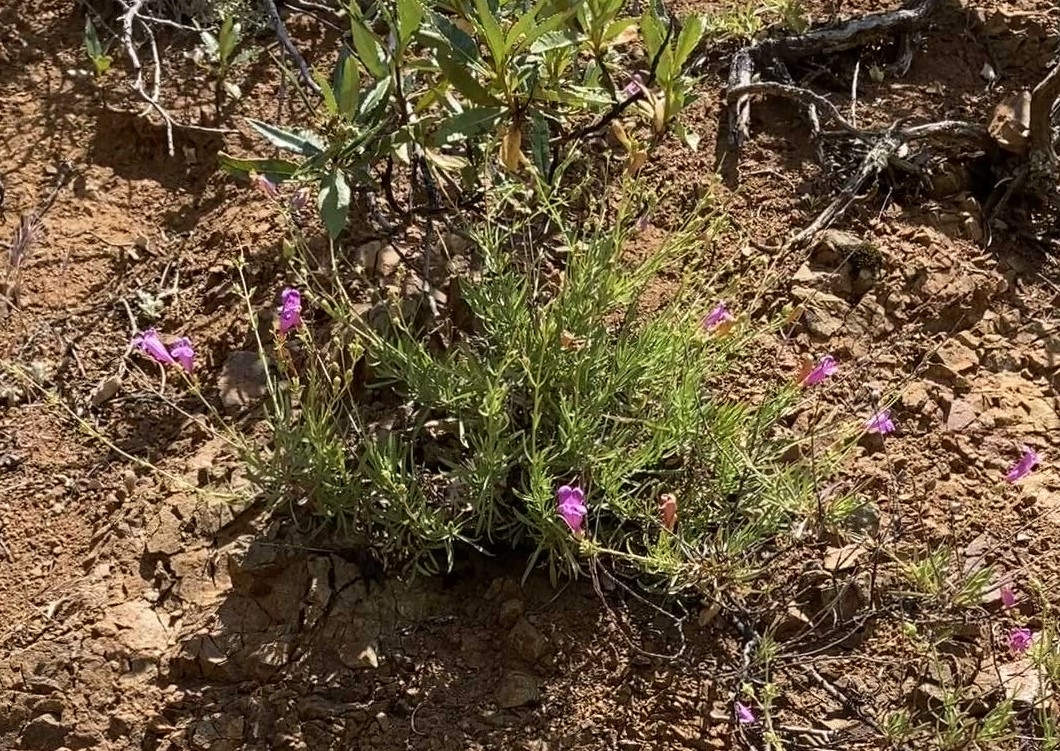 Penstemon heterophyllus var. heterophyllus