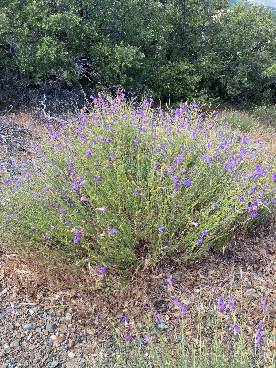 Penstemon heterophyllus var. heterophyllus