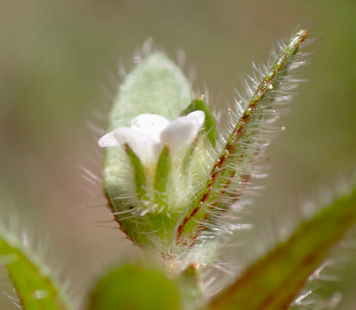 Plagiobothrys torreyi