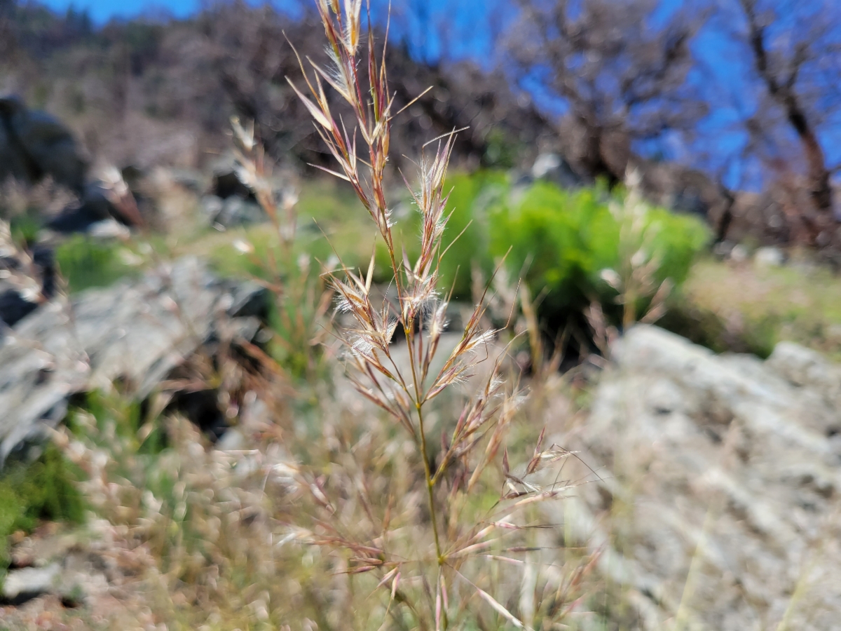 Stipa parishii var. parishii