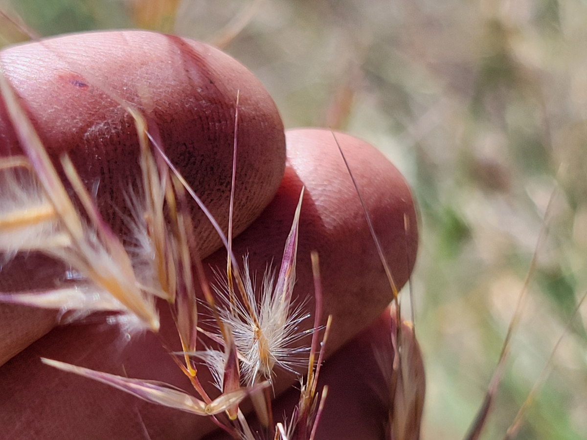 Stipa parishii var. parishii