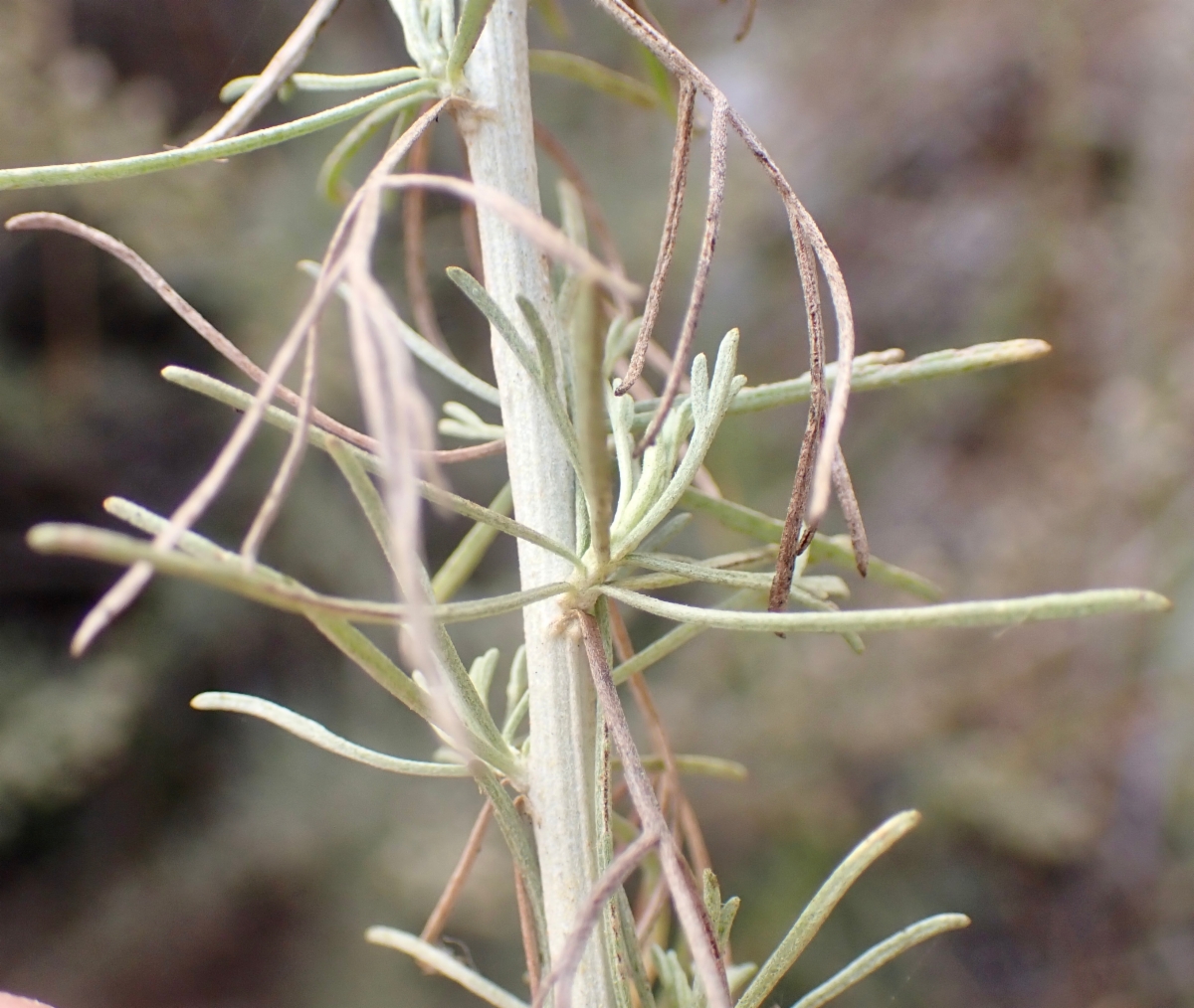 Artemisia californica Calflora