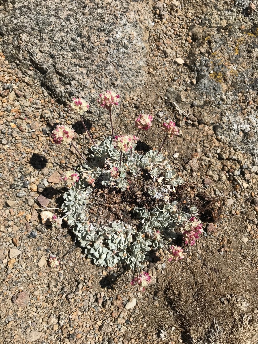 Eriogonum caespitosum