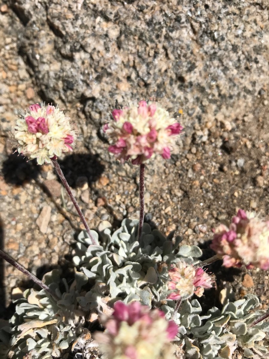 Eriogonum caespitosum