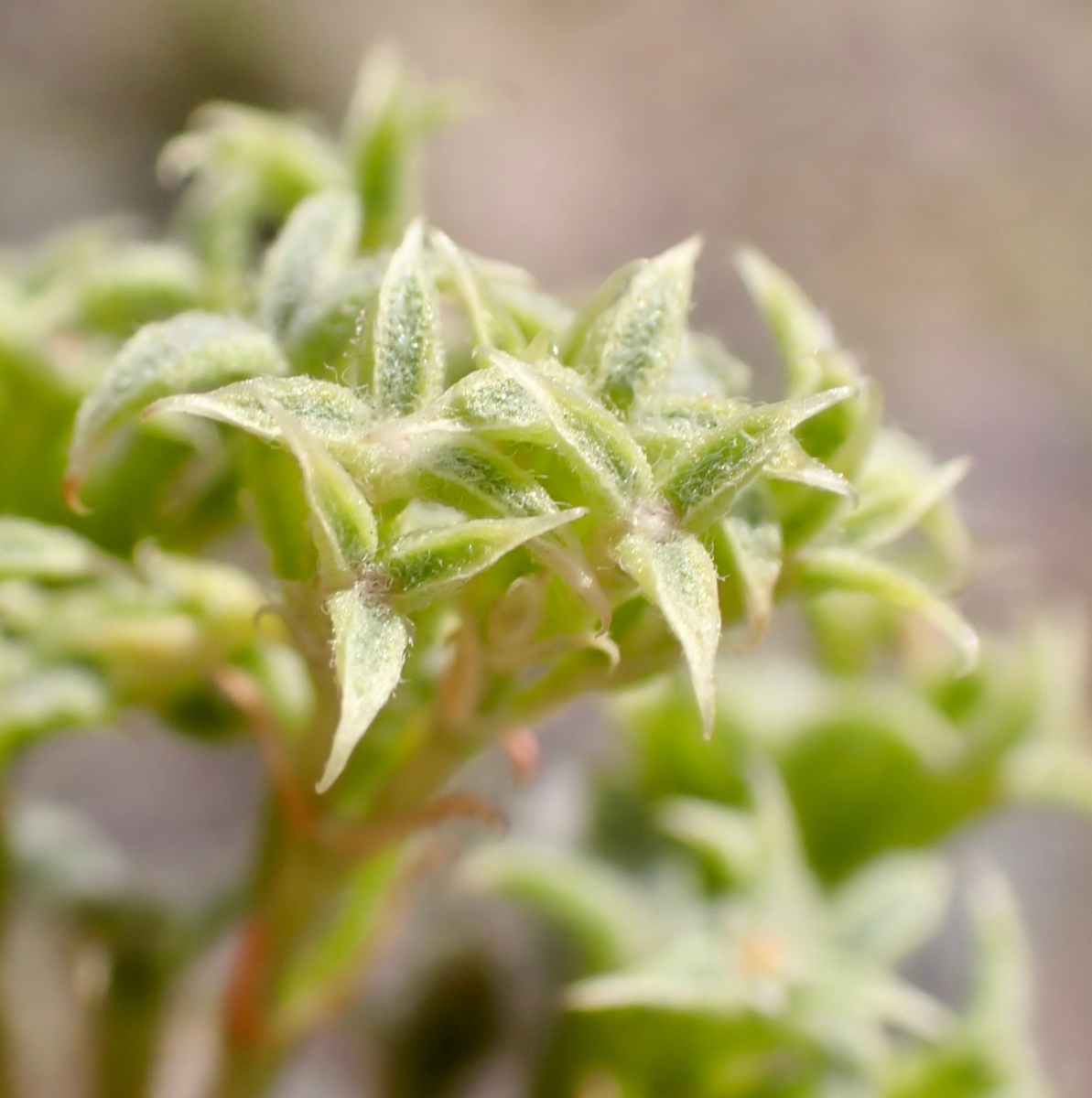 Chorizanthe corrugata