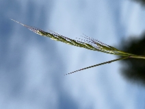 Festuca dertonensis