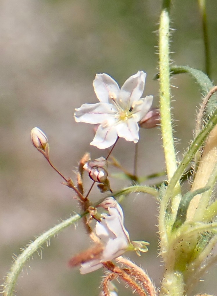 Eriogonum spergulinum var. reddingianum