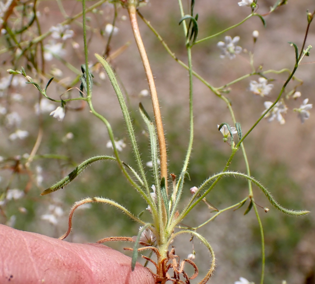 Eriogonum spergulinum var. reddingianum