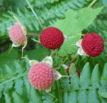 Rubus parviflorus var. parviflorus