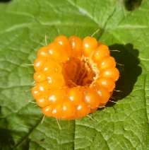 Rubus spectabilis var. franciscanus