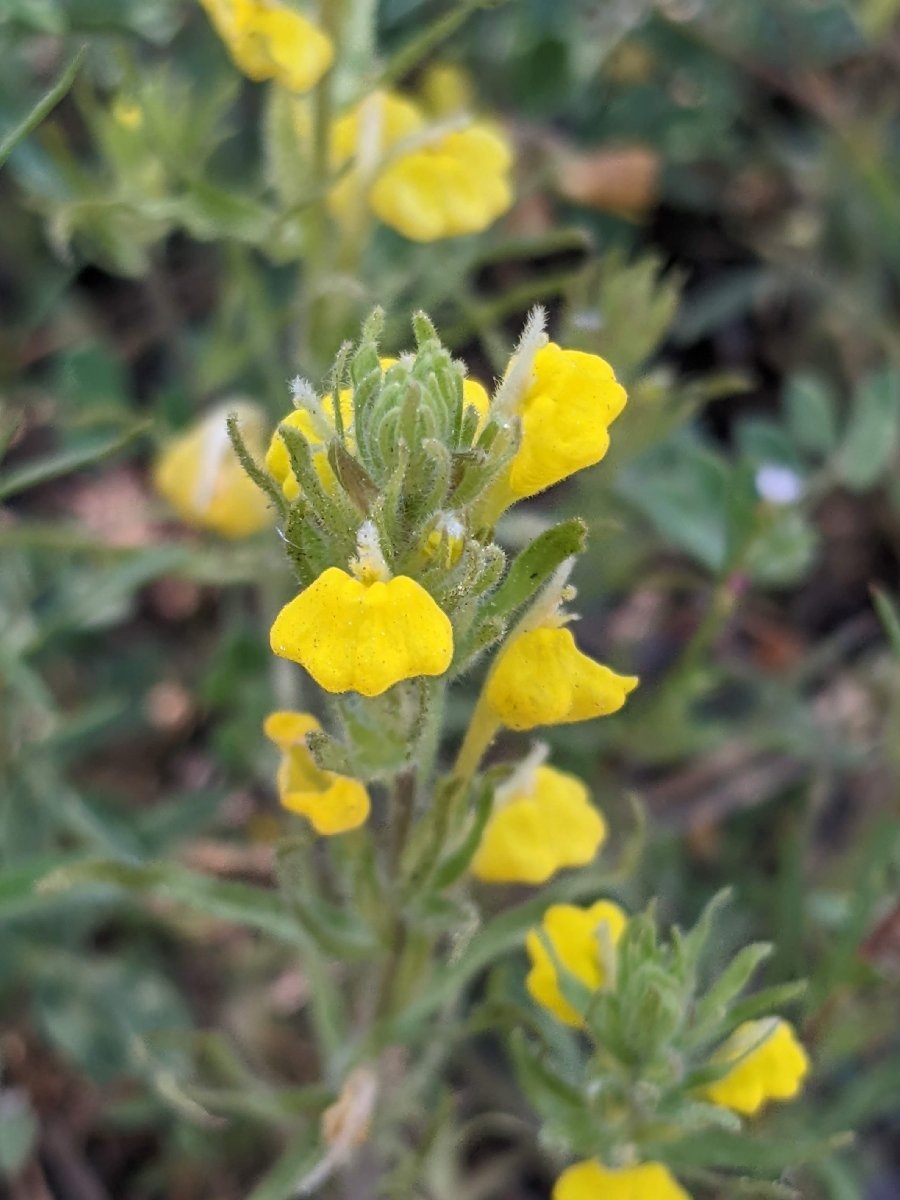 Castilleja lasiorhyncha