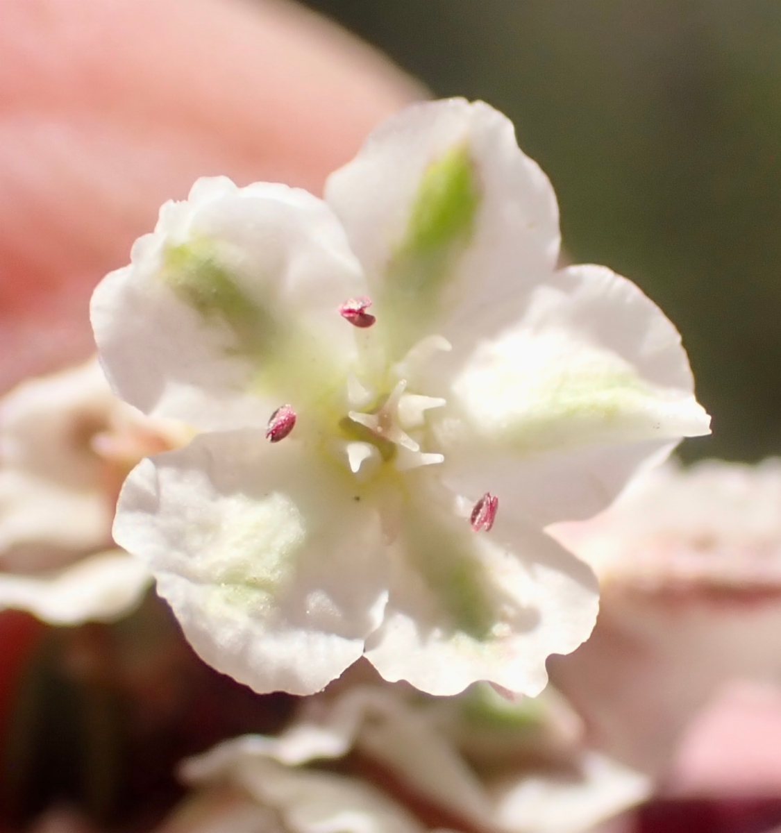 Polygonum shastense