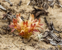 Orobanche californica ssp. grandis