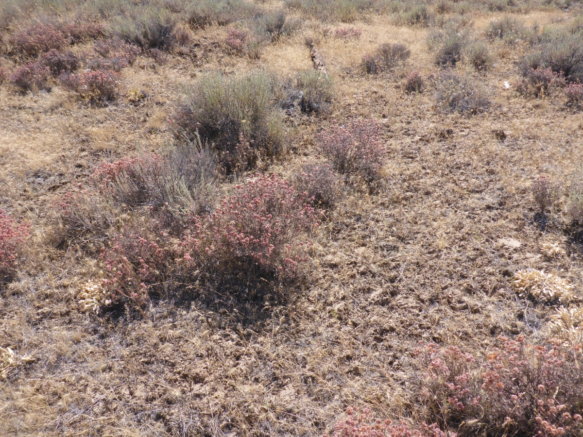 Eriogonum sphaerocephalum var. halimioides