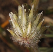 Trifolium eriocephalum var. eriocephalum