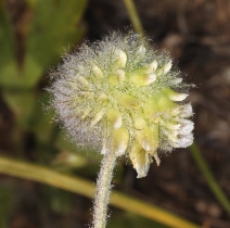 Trifolium eriocephalum var. eriocephalum