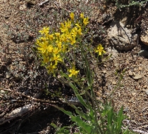 Crepis acuminata