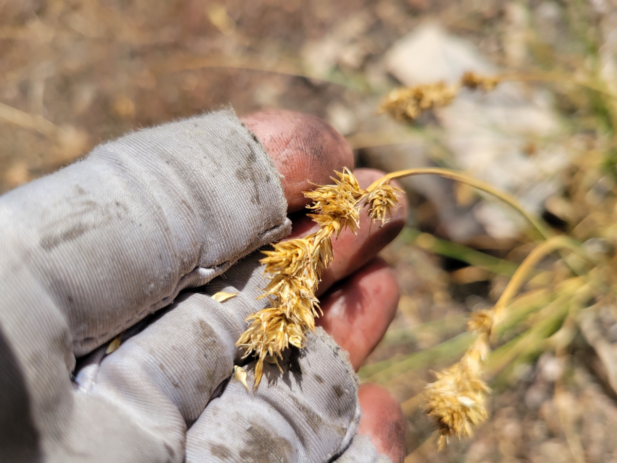 Carex fracta