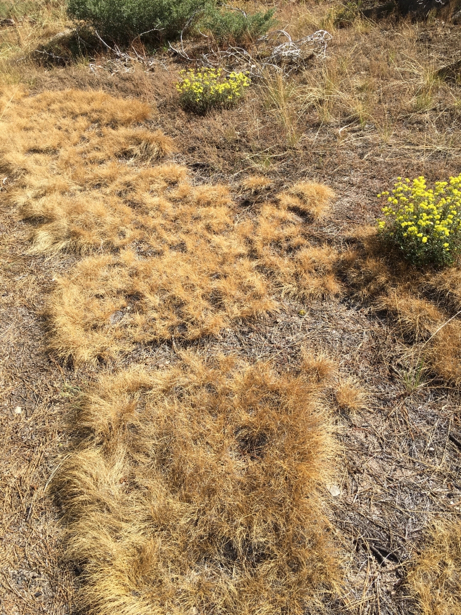 Carex filifolia var. erostrata