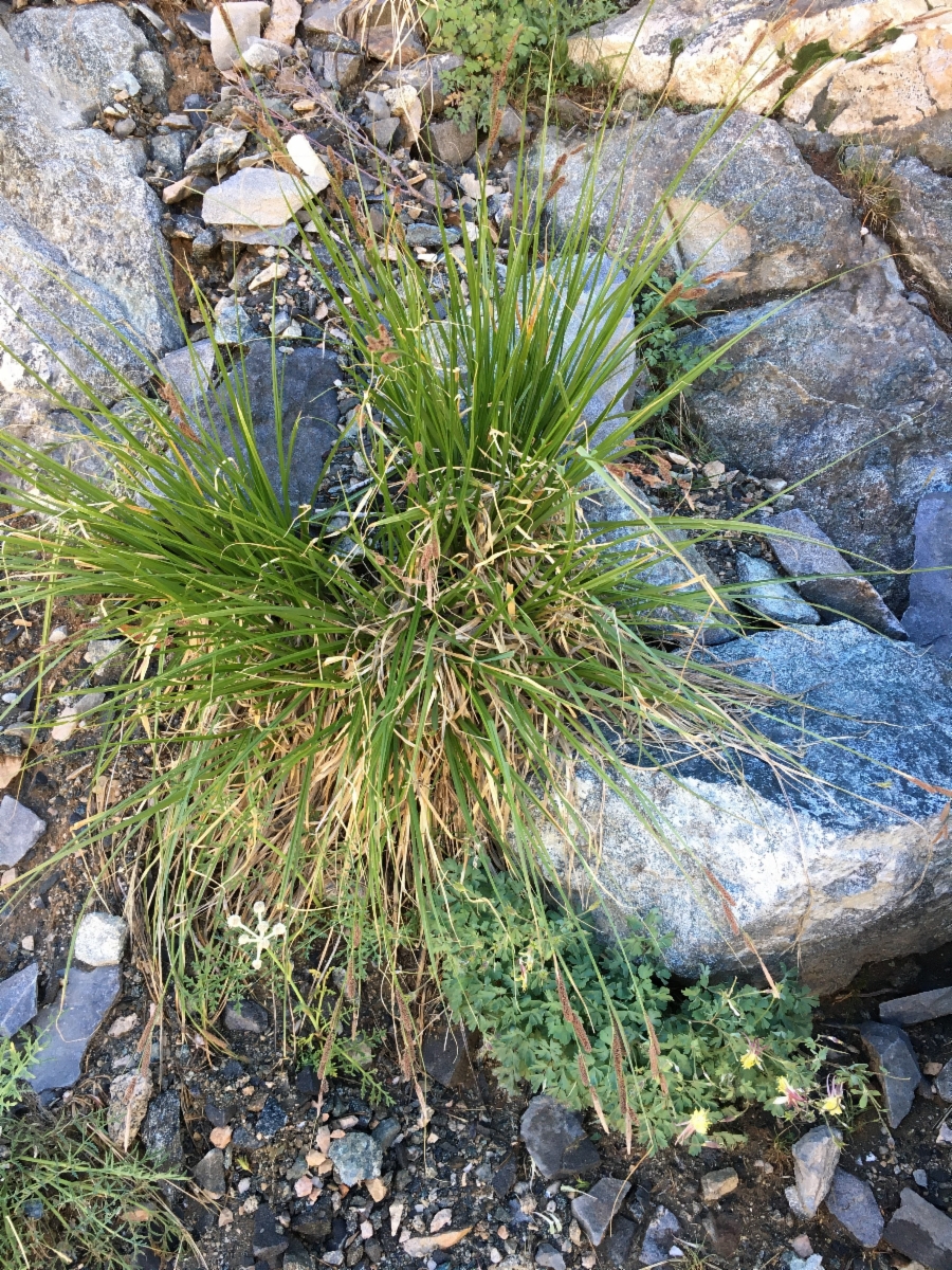 Carex congdonii