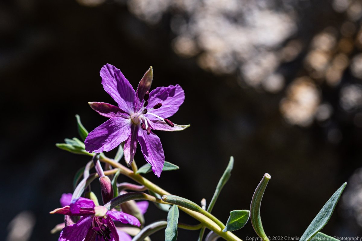 Chamerion latifolium