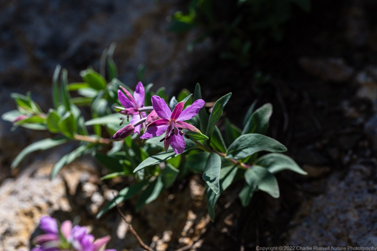 Chamerion latifolium