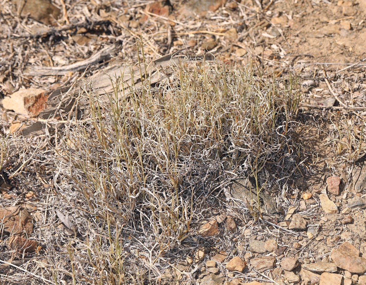 Muhlenbergia richardsonis