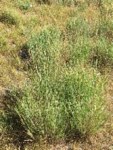 Elymus trachycaulus ssp. subsecundus