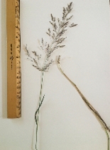 Agrostis alba