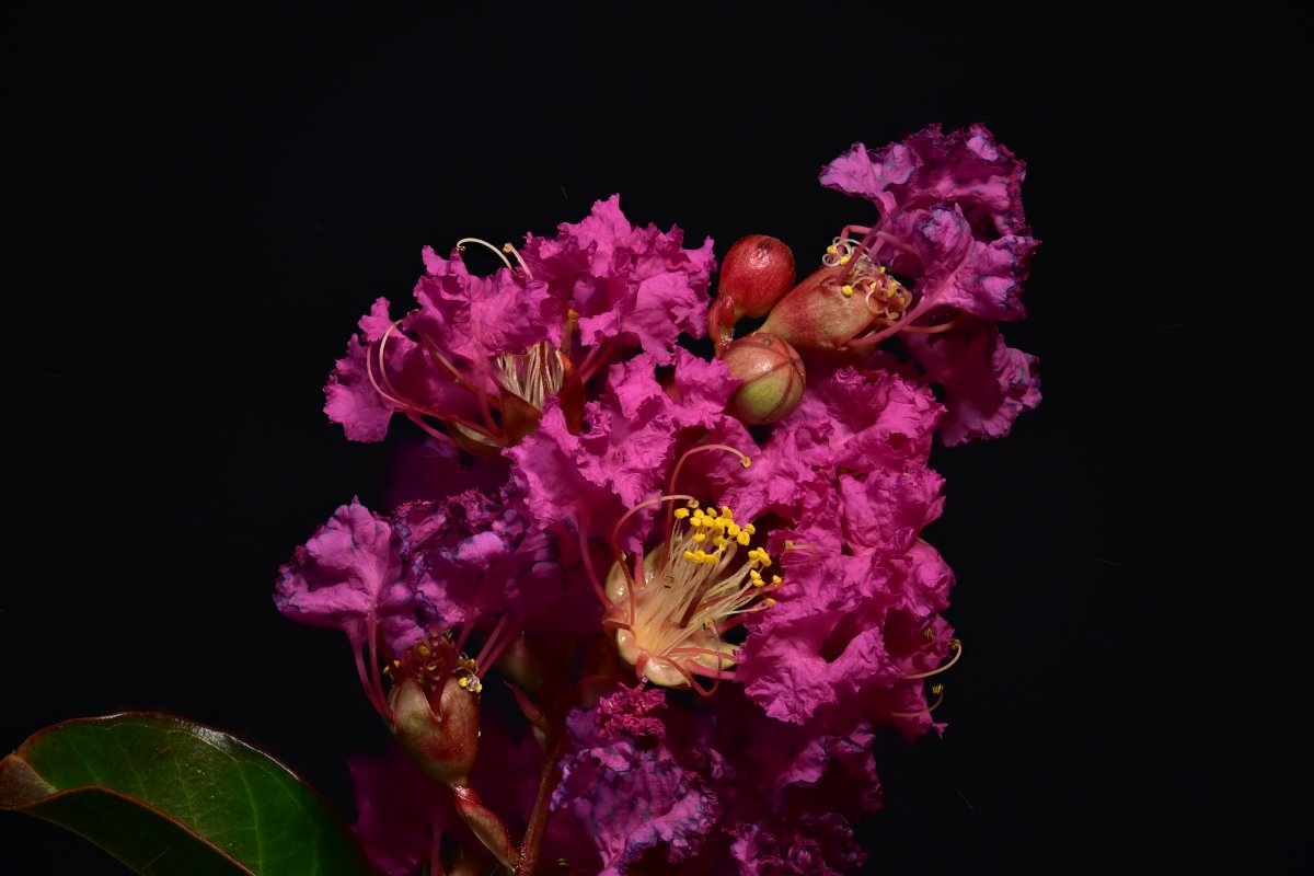 Lagerstroemia indica