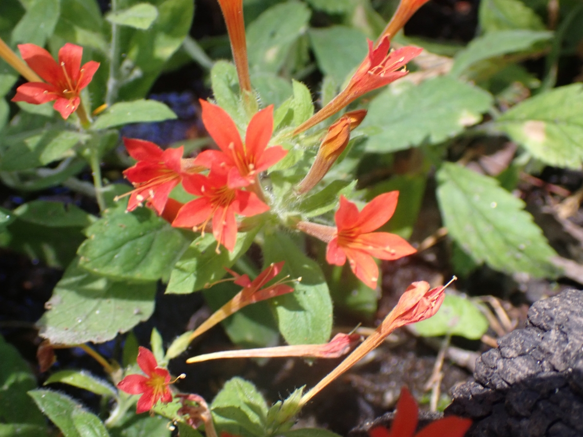 Collomia rawsoniana