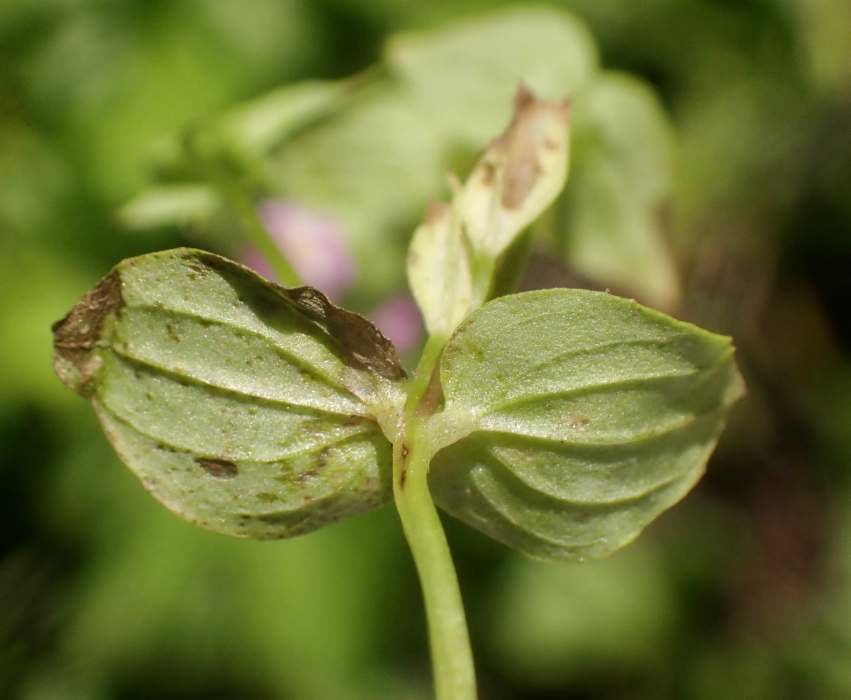 Erythranthe inconspicua