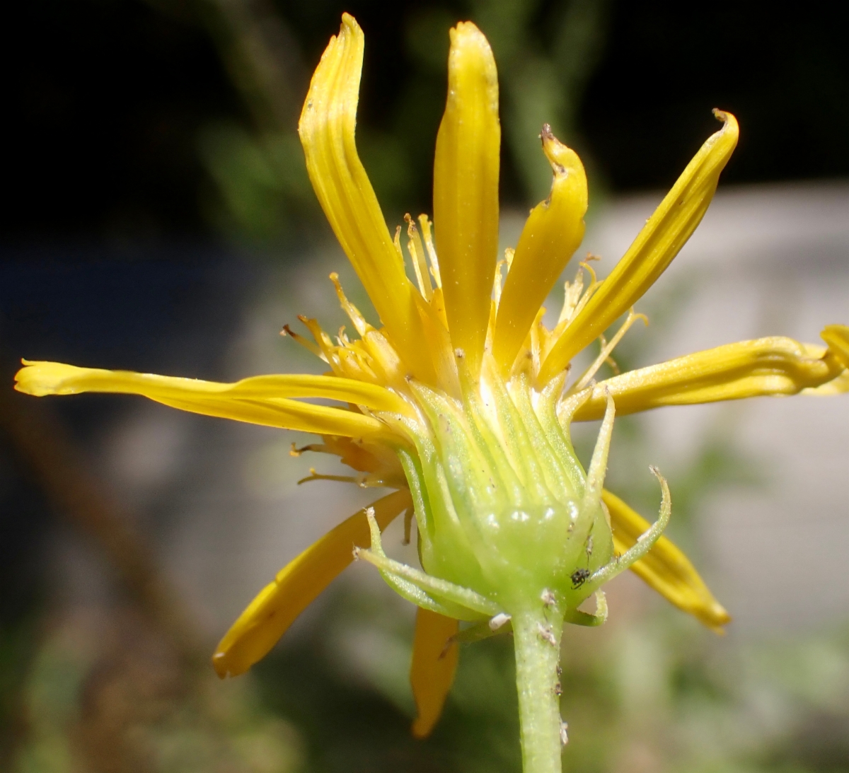 Senecio clarkianus