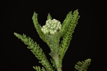 Achillea borealis ssp. californica