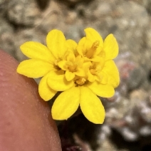 Chaenactis glabriuscula var. heterocarpha