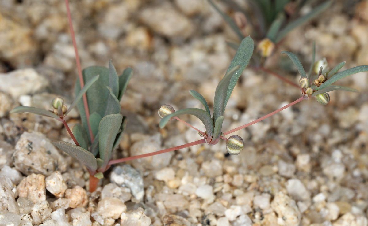 Mollugo cerviana