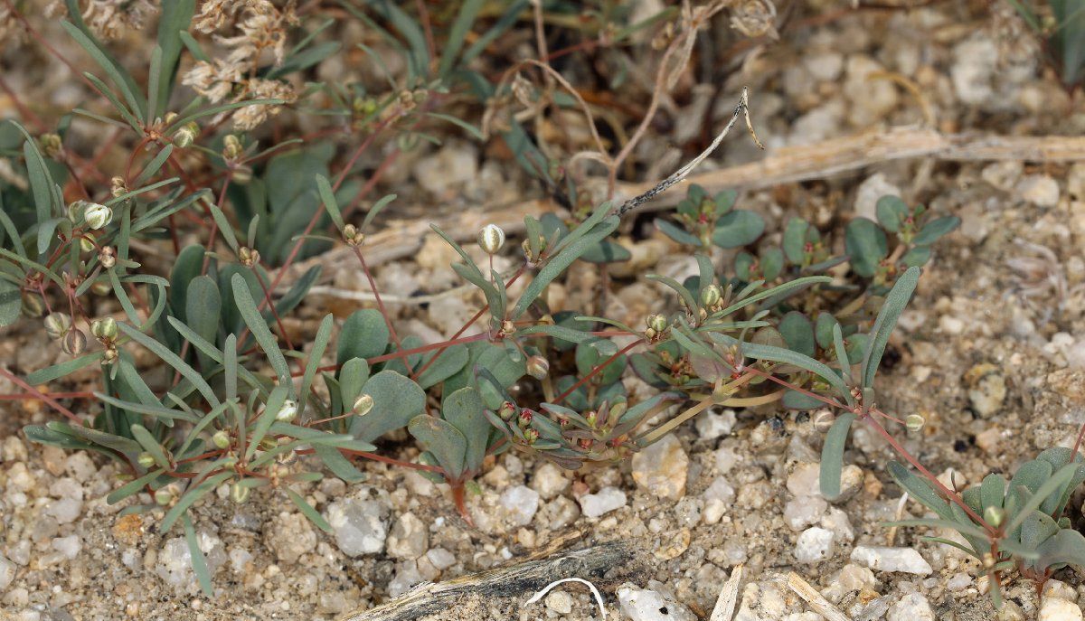 Mollugo cerviana