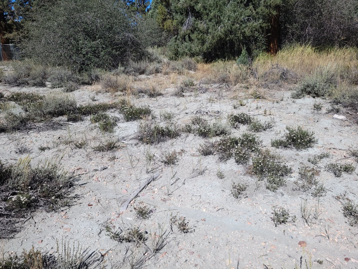 Eriogonum microtheca var. lacus-ursi