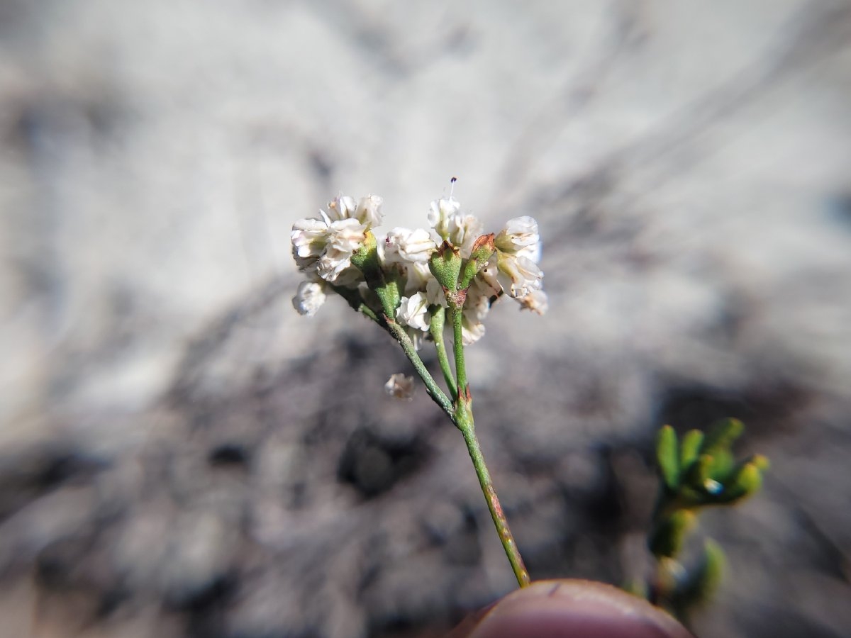 Eriogonum microtheca var. lacus-ursi