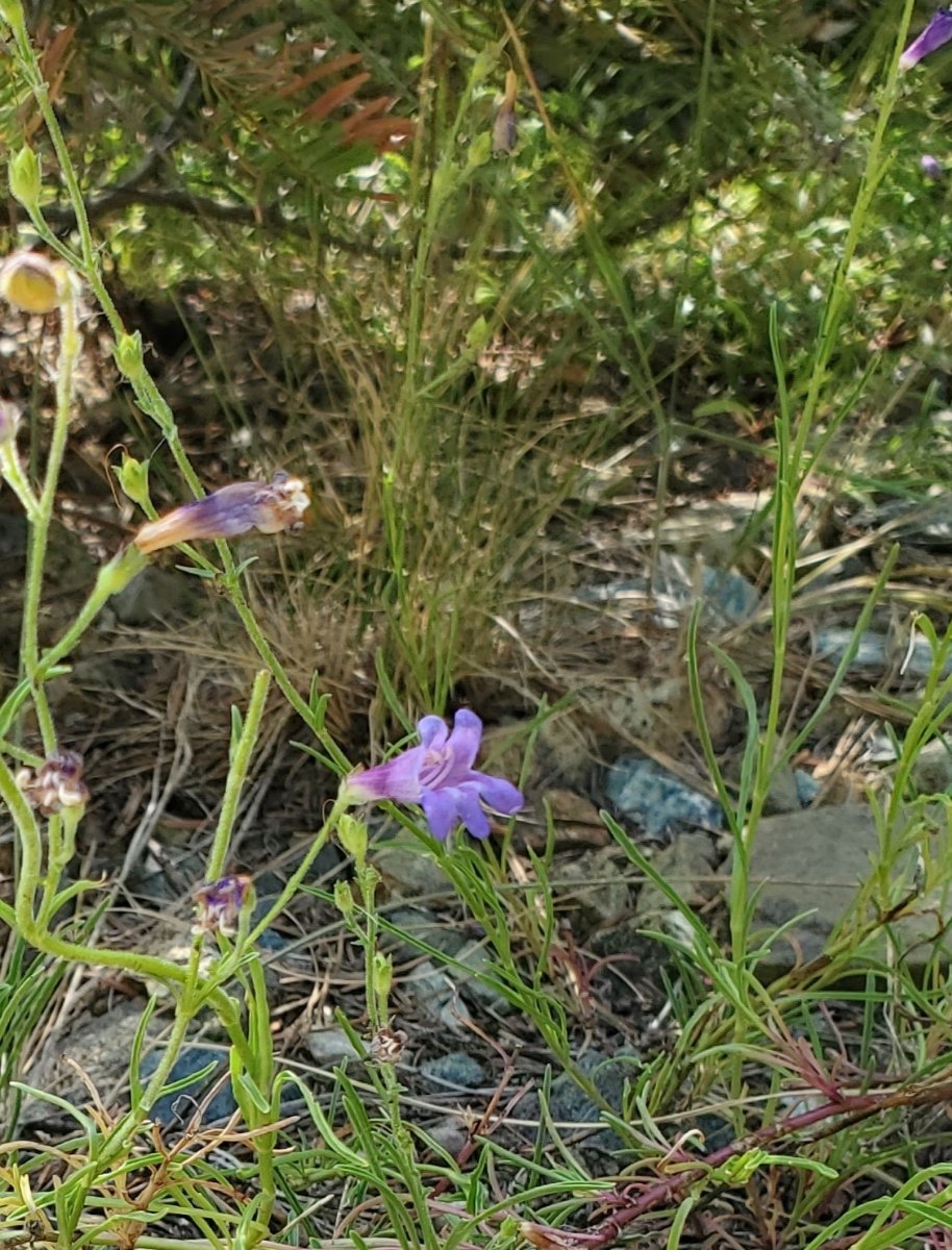 Penstemon filiformis