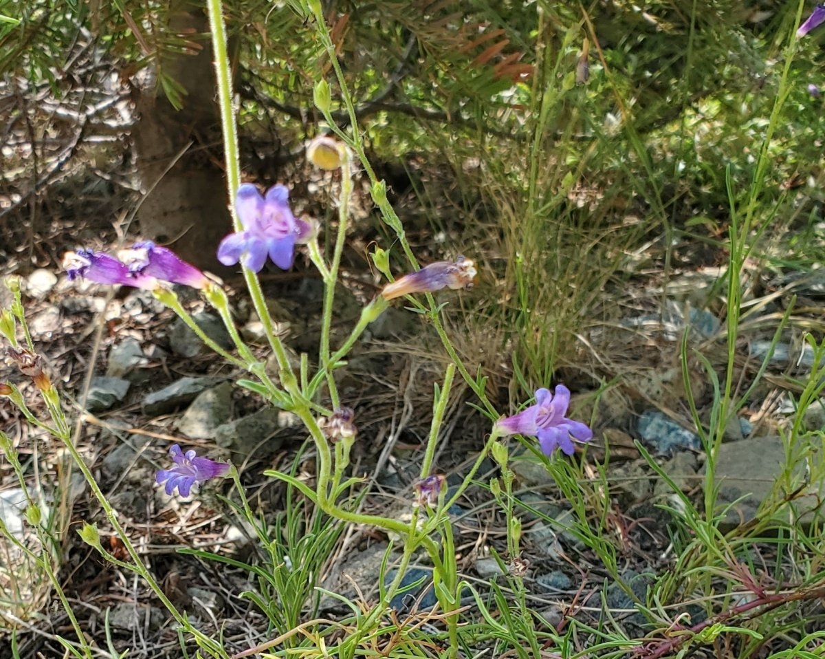 Penstemon filiformis