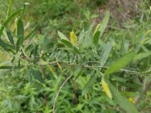 Salix hindsiana var. leucodendroides