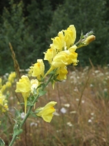 Linaria dalmatica